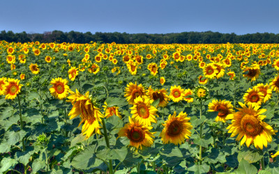 Sunflower Orchestra