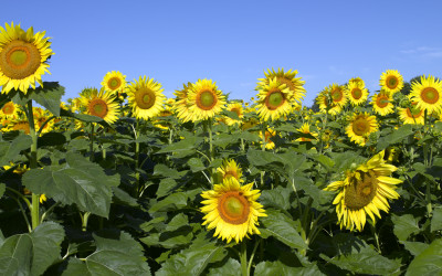 Sunflower Exposures