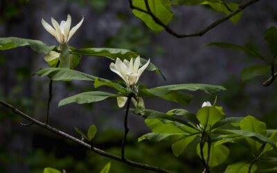 TULIP TREE