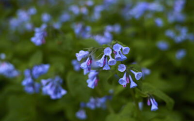 BLUEBELL FOCUS