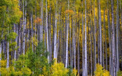 ASPEN CONVENTION